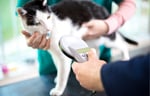 Cat getting microchip scanned at the vet in preparation for flight to Italy.