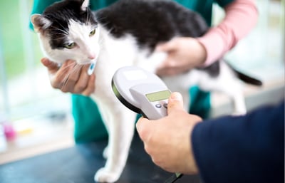 Cat getting microchip scanned at the vet in preparation for flight to Italy.
