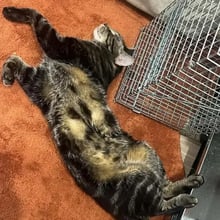 Guppy's Trip to Sydney's pet