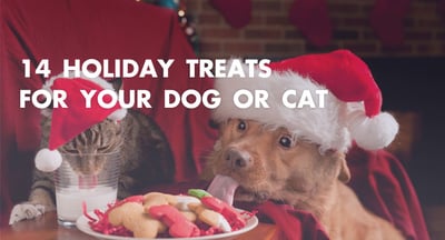 14-holiday-treats-dog-or-cat.jpg