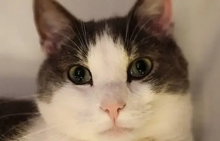 Steve and Peggy's pet