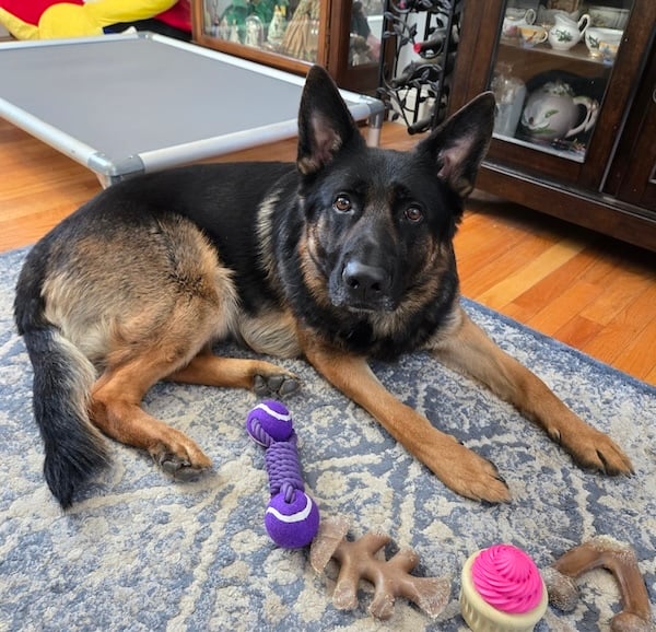 German shepherd dog laying on carpet with toys German shepherd dog laying on carpet with toys