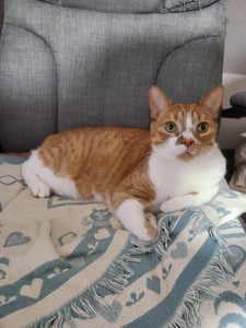 Cat getting cozy on a couch