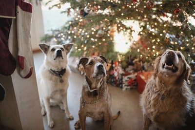 three dogs in front of christmas tree