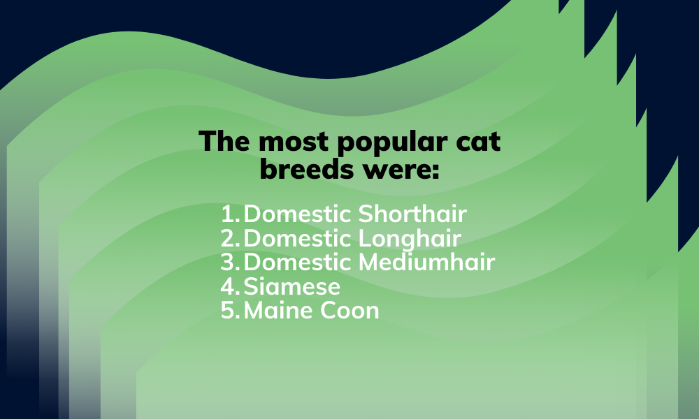 The most popular cat breeds