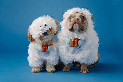 Two dogs wearing abominable snowman costumes