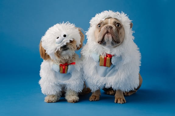 Abominable snowman dogs