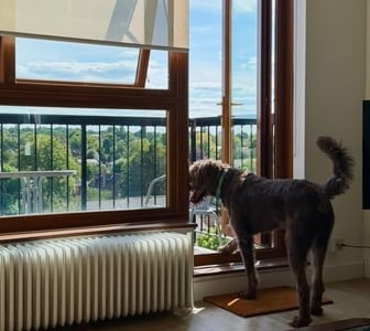 Dog looking out the window