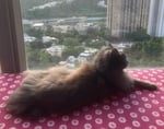 Alice the cat sitting on a windowsill overlooking Hong Kong landscape