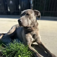 Pauline's Trip to Prague's pet