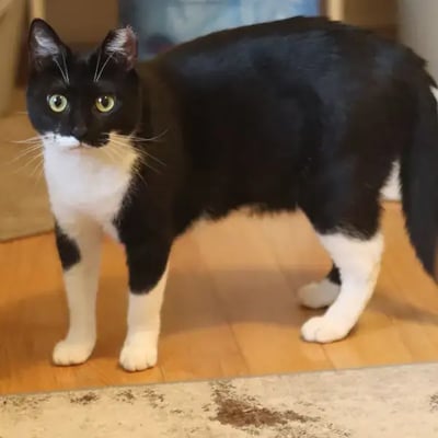 Anni, Louie, and Gracie's Trip's pet