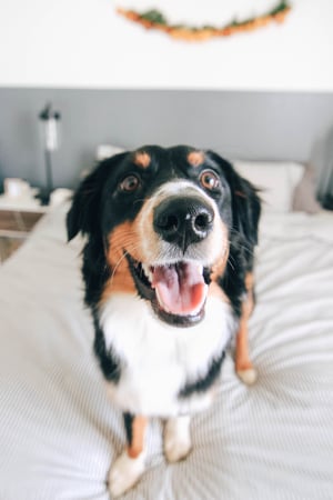 Australian Shepherd standing on a bed