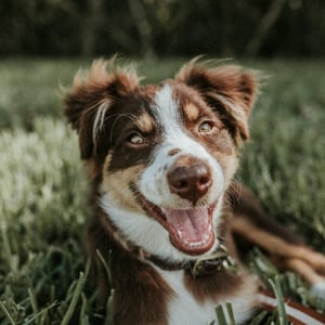 Australian shepherd ladying in the grass