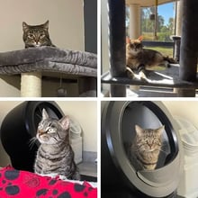 4 Cats to Australia's pet