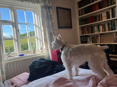 White dog standing on bed looking out window