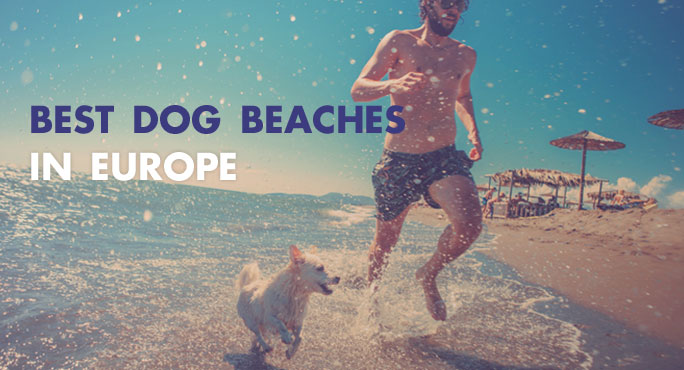 Here Are The Best Dog Beaches In Europe.