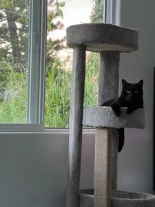 Black cat sitting in a cat tree by the window