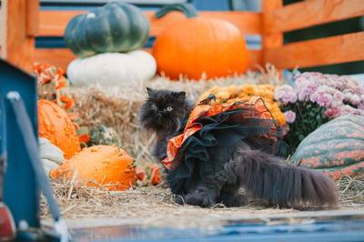 Fluffy black cat in a Halloween tutu near pumpkins