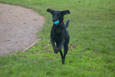 Black labrador jumping in the grass with a ball