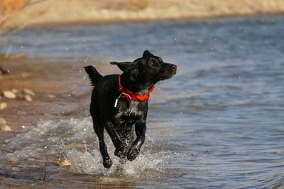 Black labrador running in the water
