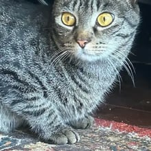 Ash and Boomer's Trip to London's pet
