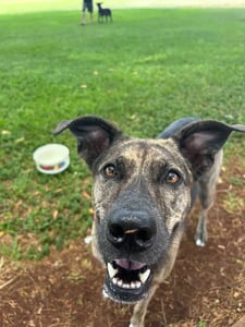 brindle dog walking to the camera