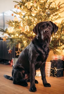 Chocolate labrador sitting in front of Christmas tree