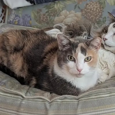 Calie, Fluffball, and Miss Moppet's Trip to South Africa's pet