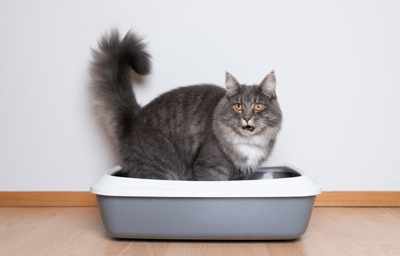 Domestic longhair cat looks shocked in a litter box