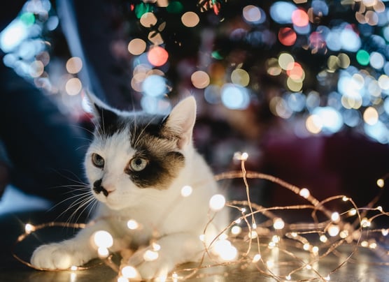 Cat under christmas light