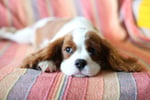 Spaniel dog laying on a couch