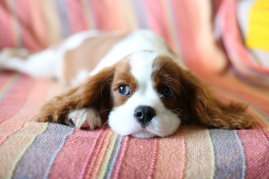 Cavalier King Charles Spaniel Laying on Blanket
