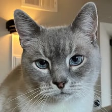 Whiskey and Charlie's Trip to the UK's pet