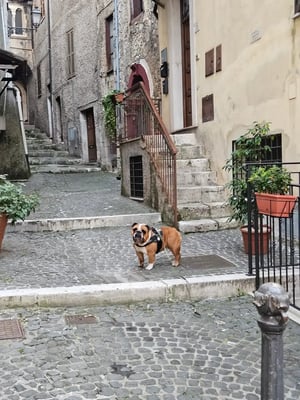 Chato the English Bulldog on a walk in Italy