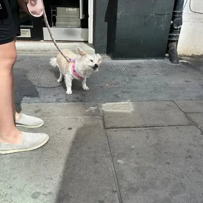 Coconut's pet