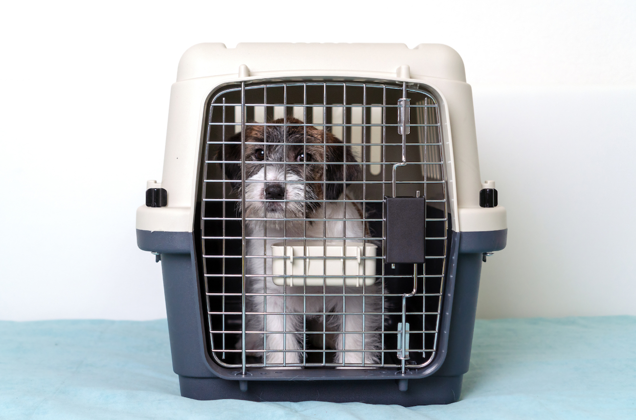 pet travel crate airline approved