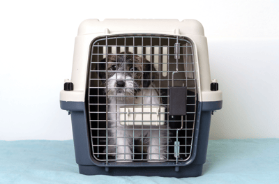 Puppy inside travel kennel