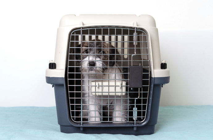 The Top 5 Pet Travel Crates