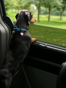 dachshund looking out car window