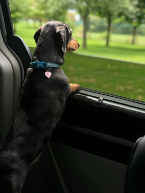 Dachshund in car