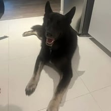 Dax's Trip to Singapore's pet