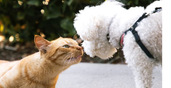 Importing Pets to the USA Checklist