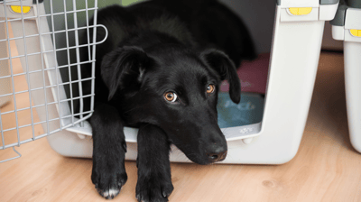 Black lab laying inside travel kennel
