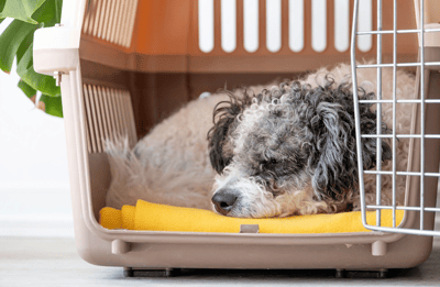 Dog sleeping in a travel kennel
