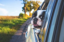 Dog Riding In Car