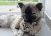 Dog and Cat Sleeping