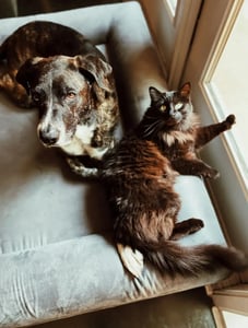 Cat and dog laying in a dog bed next to a window