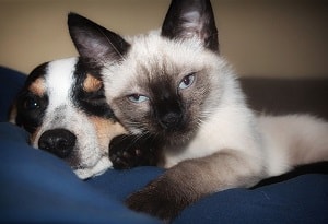 Dog and cat napping