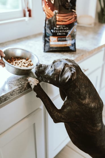 Dog jumping on counter for food