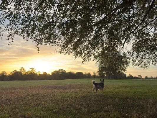 Dog looking out at UK sunset